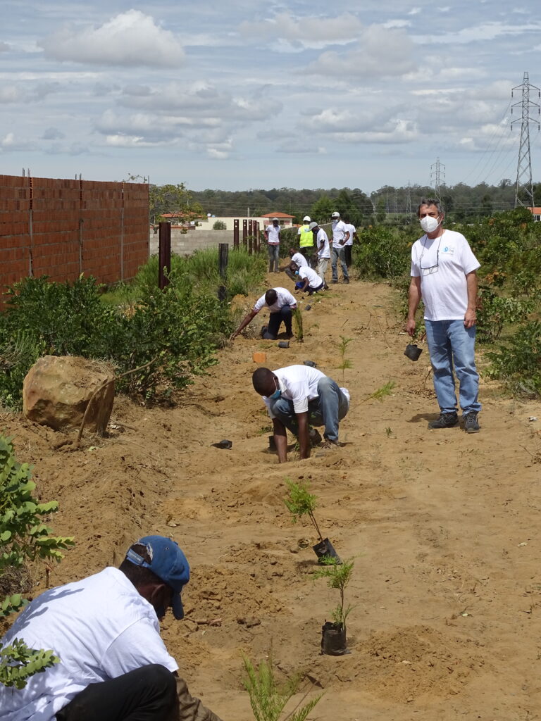 Plantação de Árvores na captação da Senhora do Monte